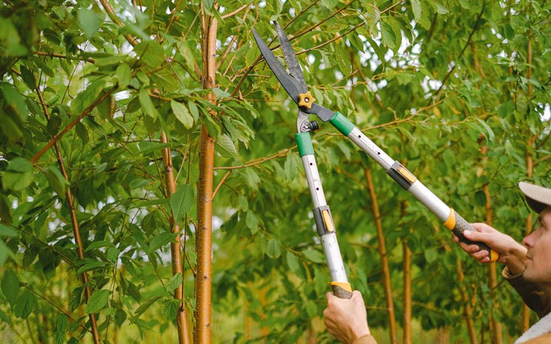 Tree trimming in Waukegan, IL